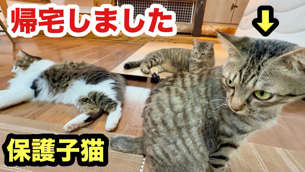 帰ってきた保護子猫【トライアル終了】