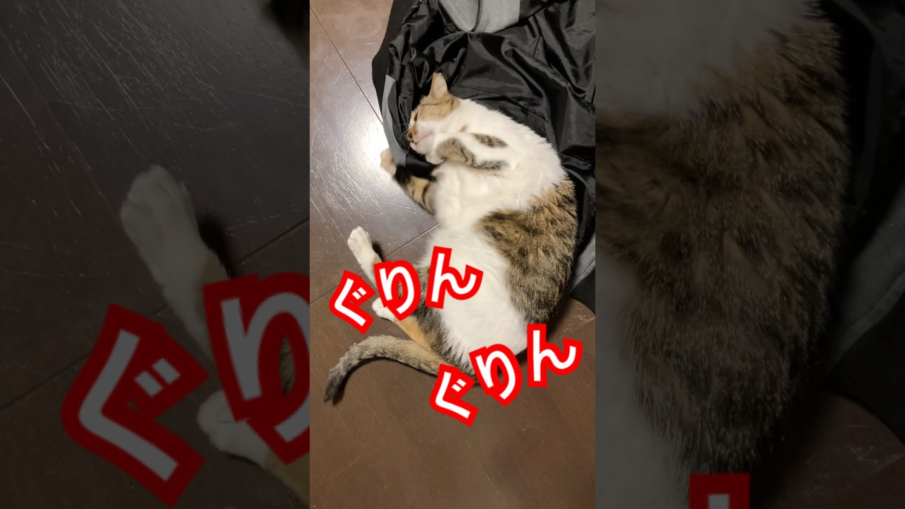 飼い主の服にぐりんぐりん擦り付ける猫の行動が異常 #猫 #猫のいる暮らし #cat #保護猫