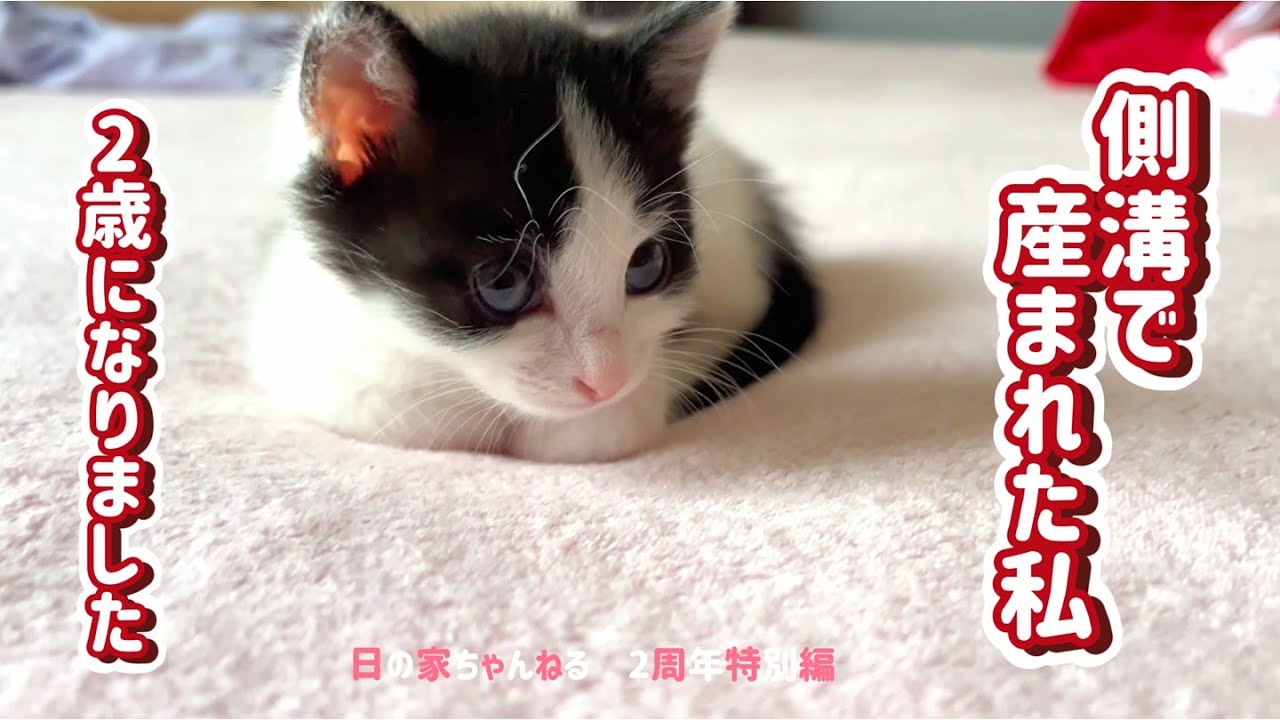 【保護猫】子猫の記録　2歳になりました　　2025年　2周年特別編＃1　赤ちゃん特集