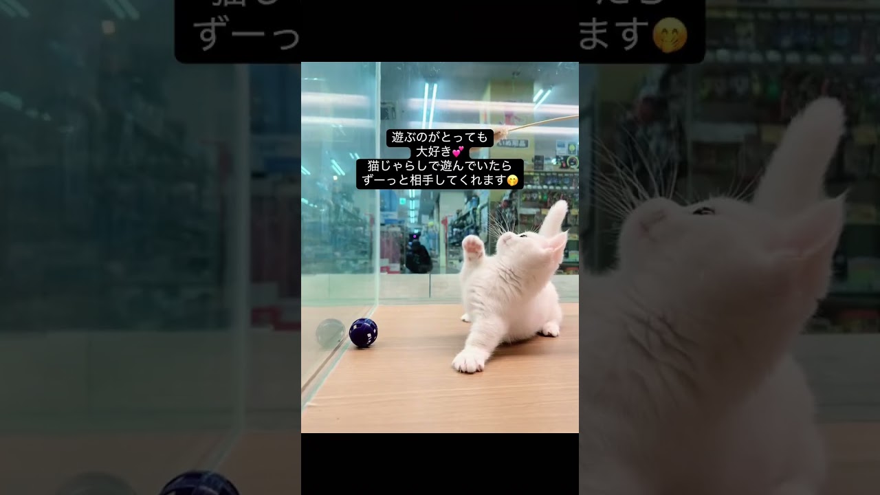 遊ぶの大好き♡とってもキュートなマンチカン😺【横浜ペットショップ ベルドック】#shorts #猫動画 #猫のいる暮らし #マンチカン