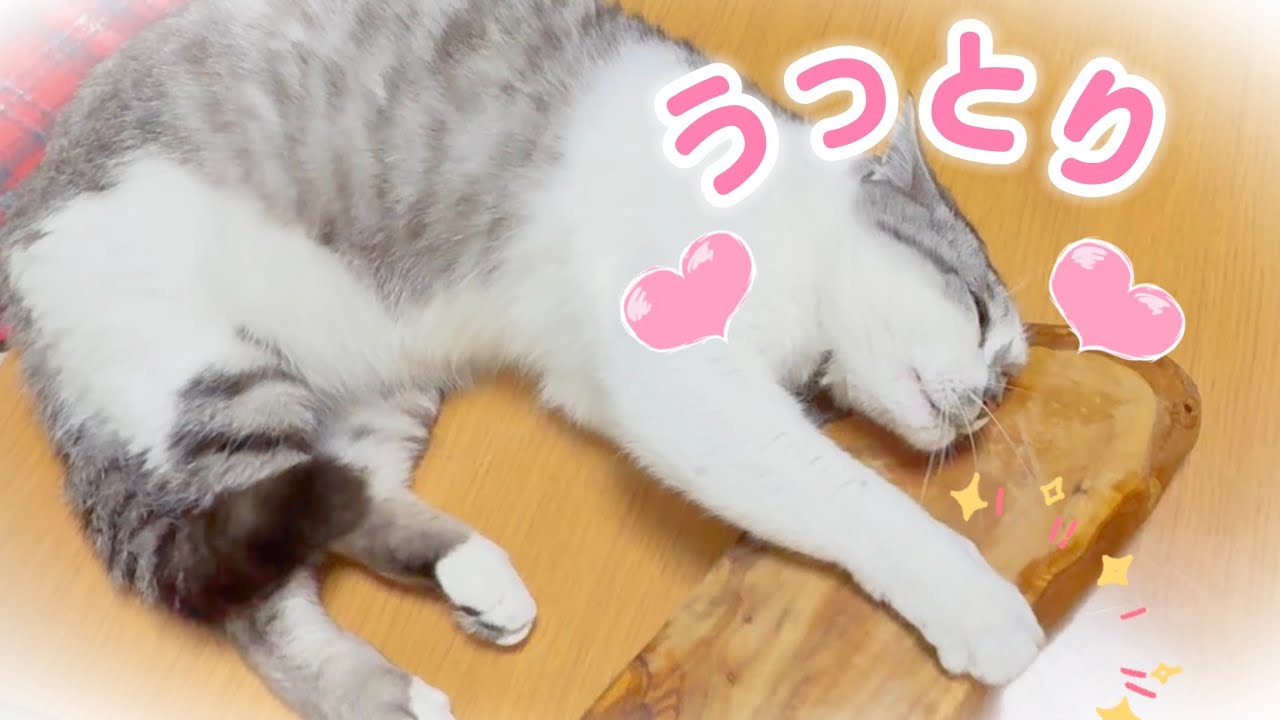 またたびの木…？