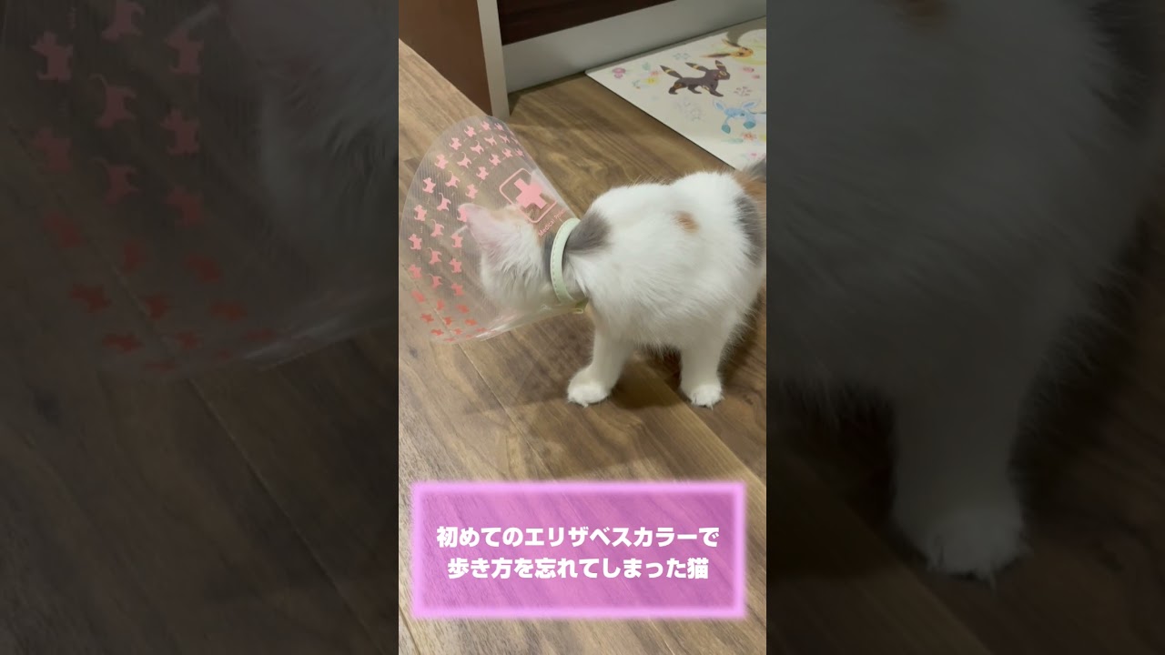 エリザベスカラーが不満すぎる #子猫 #ラガマフィン #cat