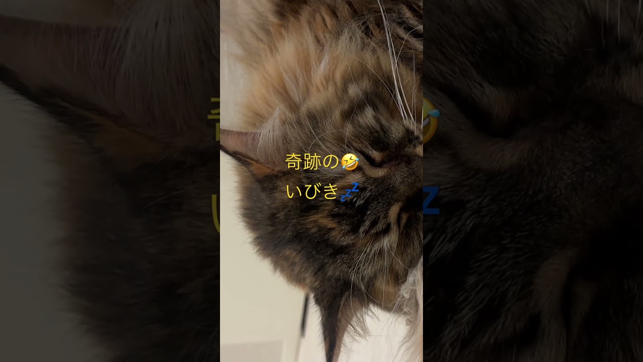 #奇跡　#いびき　#金の音　#メインクーン