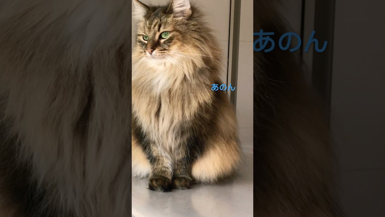 美しき猫ノルウェージャンフォレストキャット#shorts #ノルウェージャンフォレストキャット #cat #猫 #猫のいる暮らし #pets