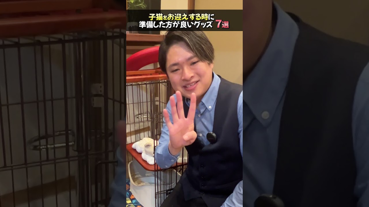 【猫をこれからお迎え予定のご家族さん必見！】絶対用意した方が良いグッズ7選！ #猫 #飼い方 #ペットショップ #猫グッズ