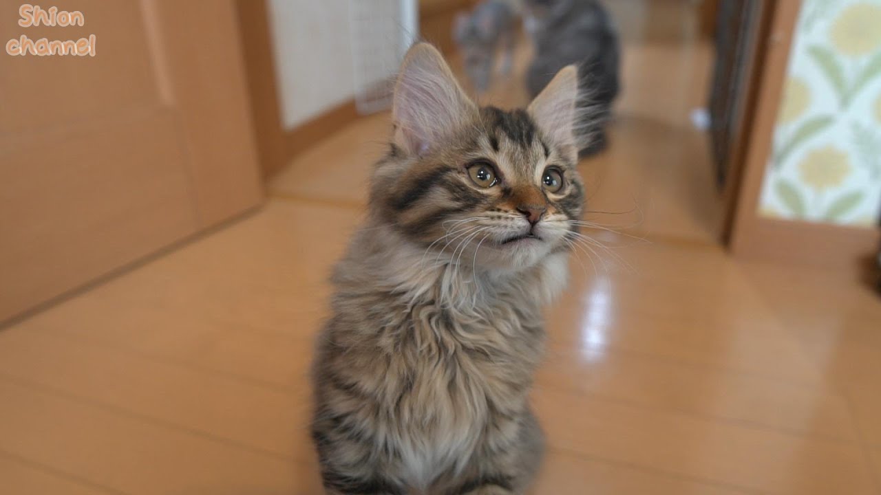 子猫が初めて覚えた特技をご覧ください ＆ ユル過ぎるニャルソック隊