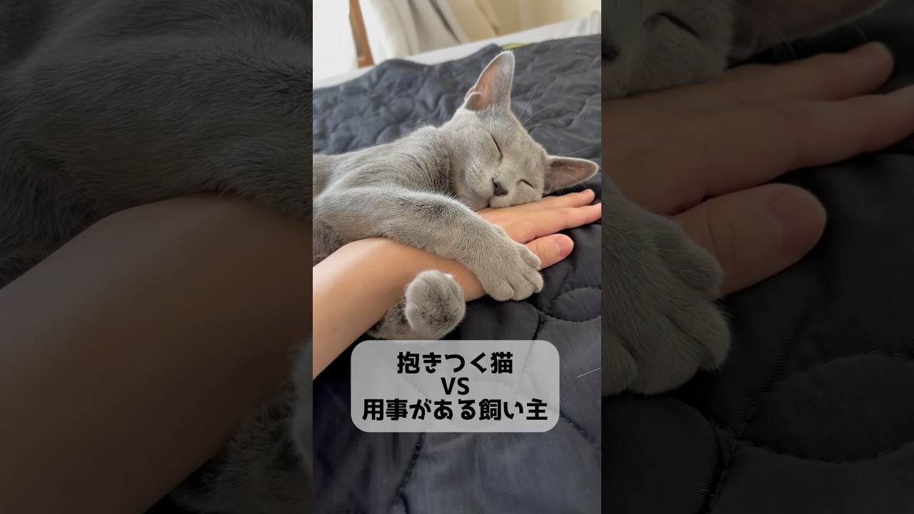 抱きつく猫VS飼い主　#shorts #猫 #ねこ #子猫 #cat #ロシアンブルー #ロシアンブルー #猫のいる暮らし #ネコ #ロシアンブルー子猫