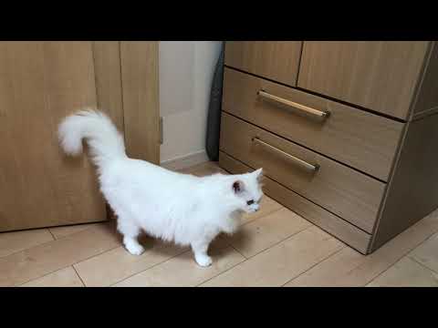 ターキッシュアンゴラのルーちゃん