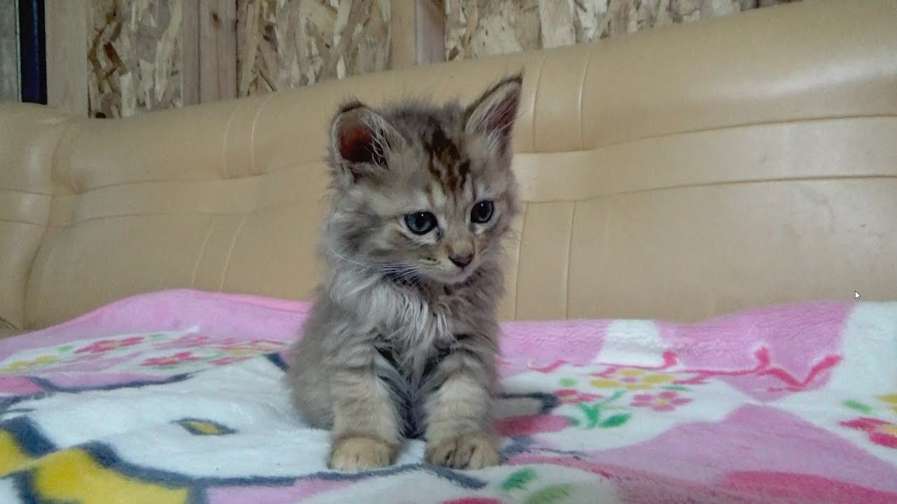 起きていたい子猫が力尽きるまで【最後にご報告】