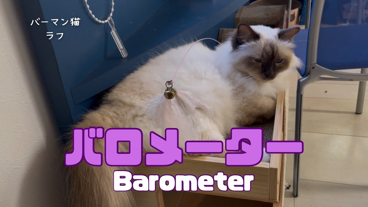 バーマン猫ラフ【バロメーター】Barometer（バーマン猫）Birman/Cat