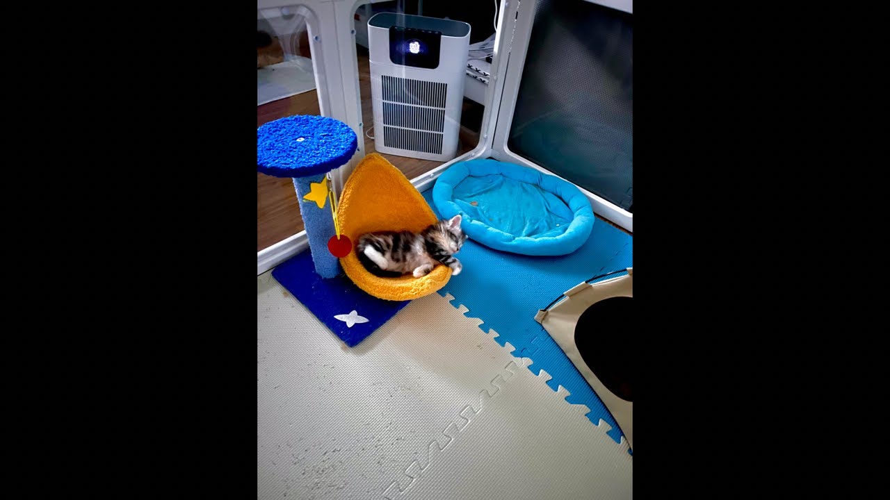 Daily Adventure of 2 Newborn Kittens and Mother Cat: Day 36