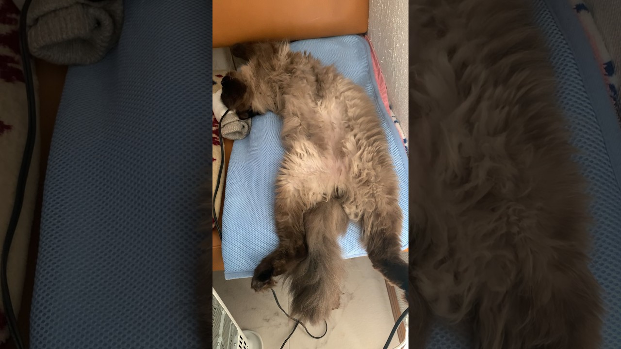 ゆったり昼寝を満喫するイケメンげんたくん #猫 #ヒマラヤン #猫のいる生活 #shorts