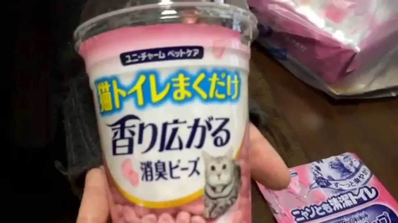 【ＣＡＴ】猫・アメリカンショートヘアー『マシュ』猫トイレにまくだけ香り広がるトイレ消臭ビーズを実際に買って使ってみた。開封と使用レビュー