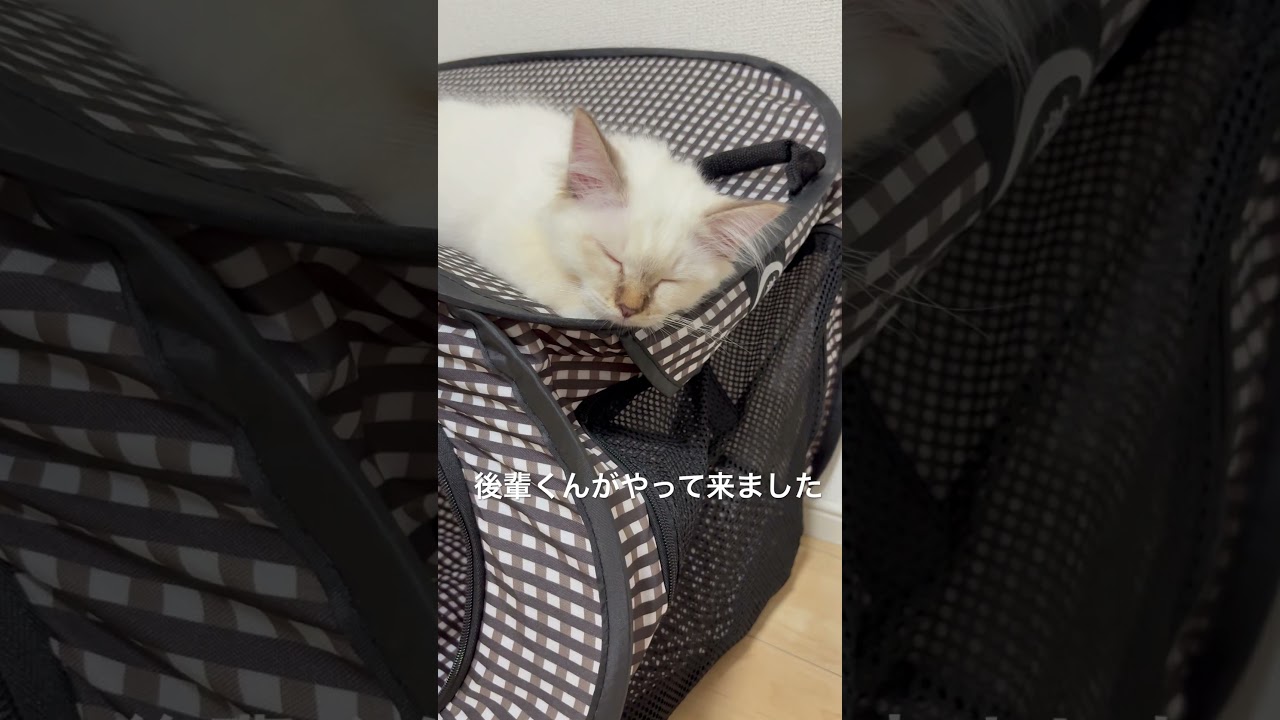 不安定な場所で眠る猫　#子ネコ #猫のいる暮らし #バーマン #shorts #cat #kitten #birman #かわいい #cuteanimals
