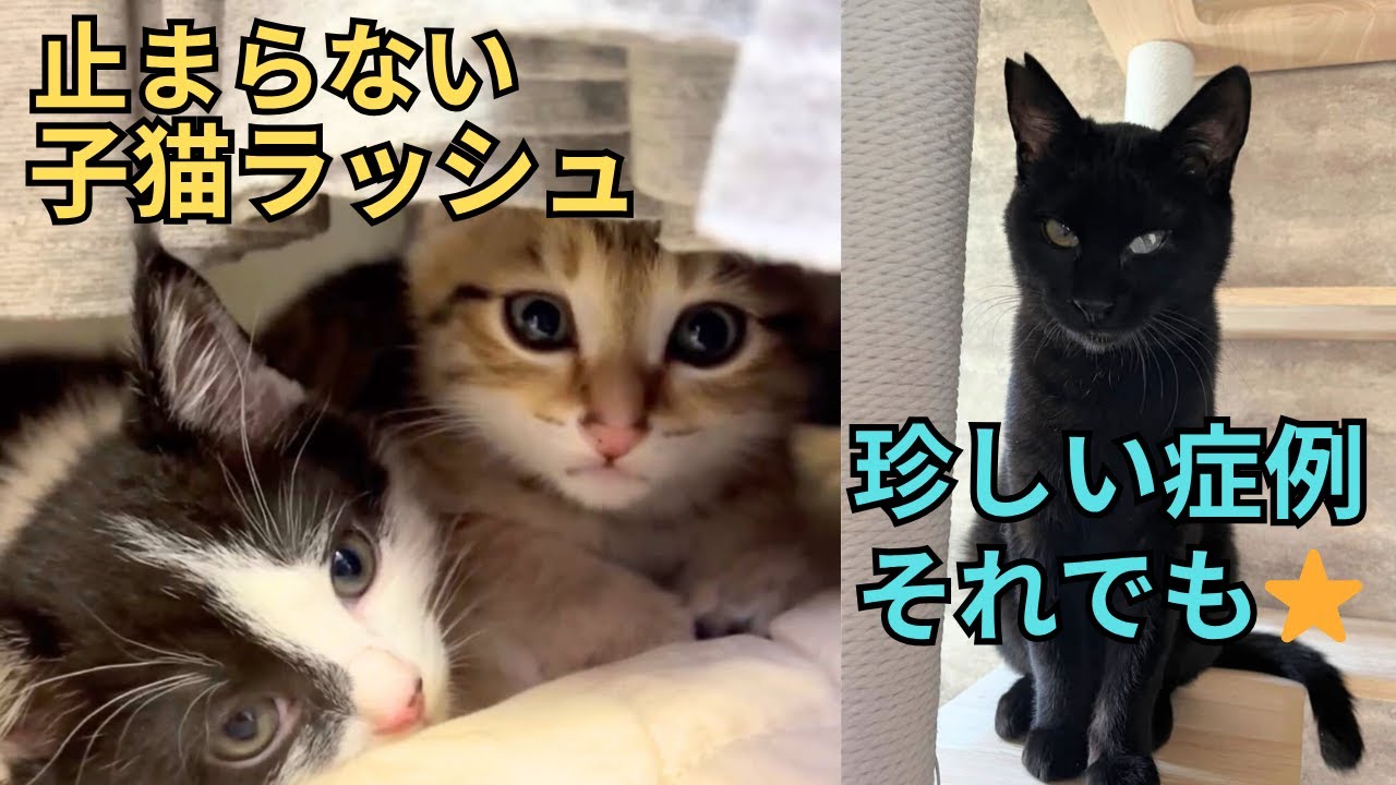 【134】子猫の保護が止まらない！子猫で母になった小さなママ猫の惜しみない愛⭐︎珍しい真菌に猫エイズ、片眼の白濁も関係ない！幸せを掴んだ黒猫ひじき君