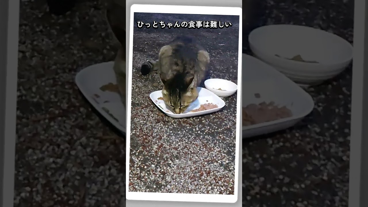 【ネコ日記】長老たちの食欲 #shorts  #地域ネコ #cat #ねこ #猫 #ネコ #cat