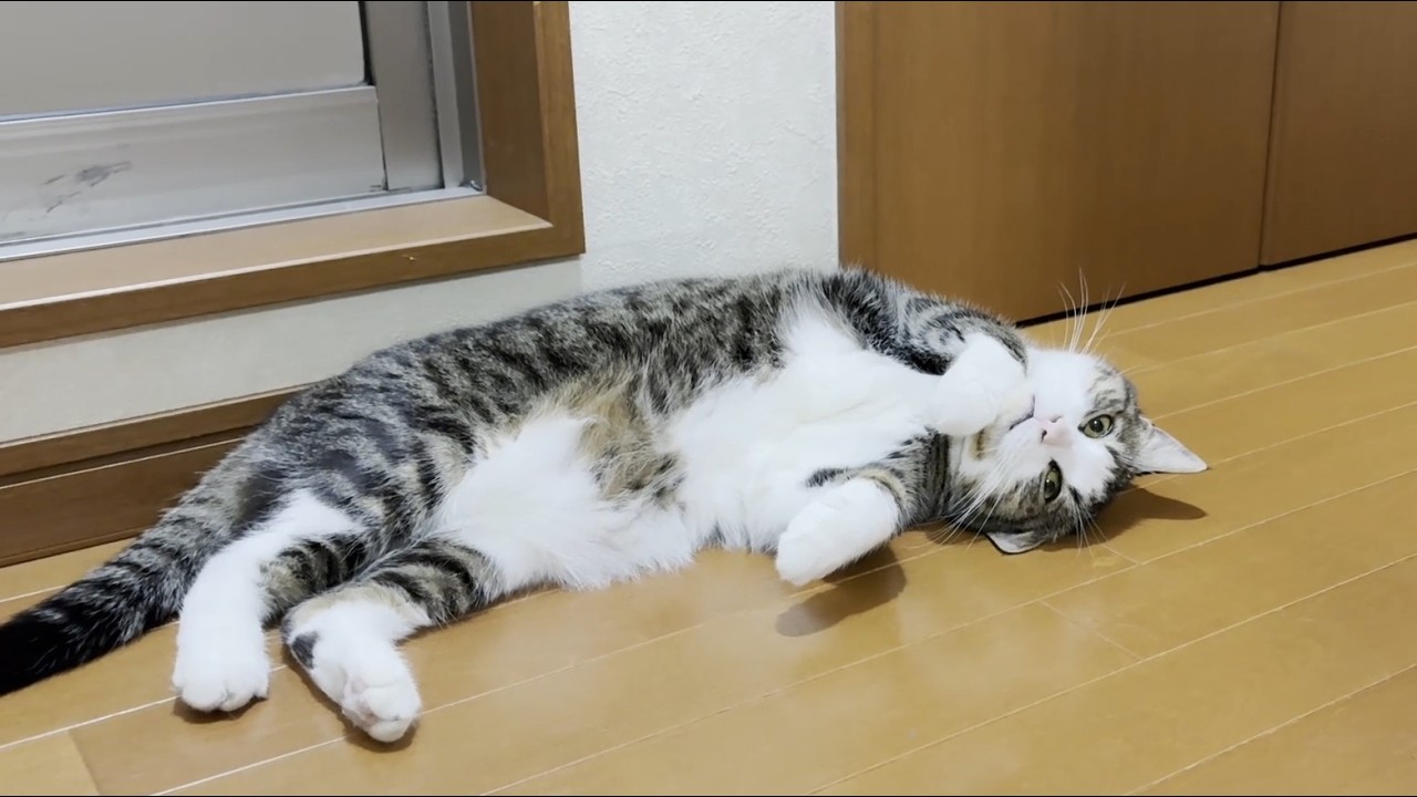 子猫がお母さんに甘えているのを見て拗ねる猫