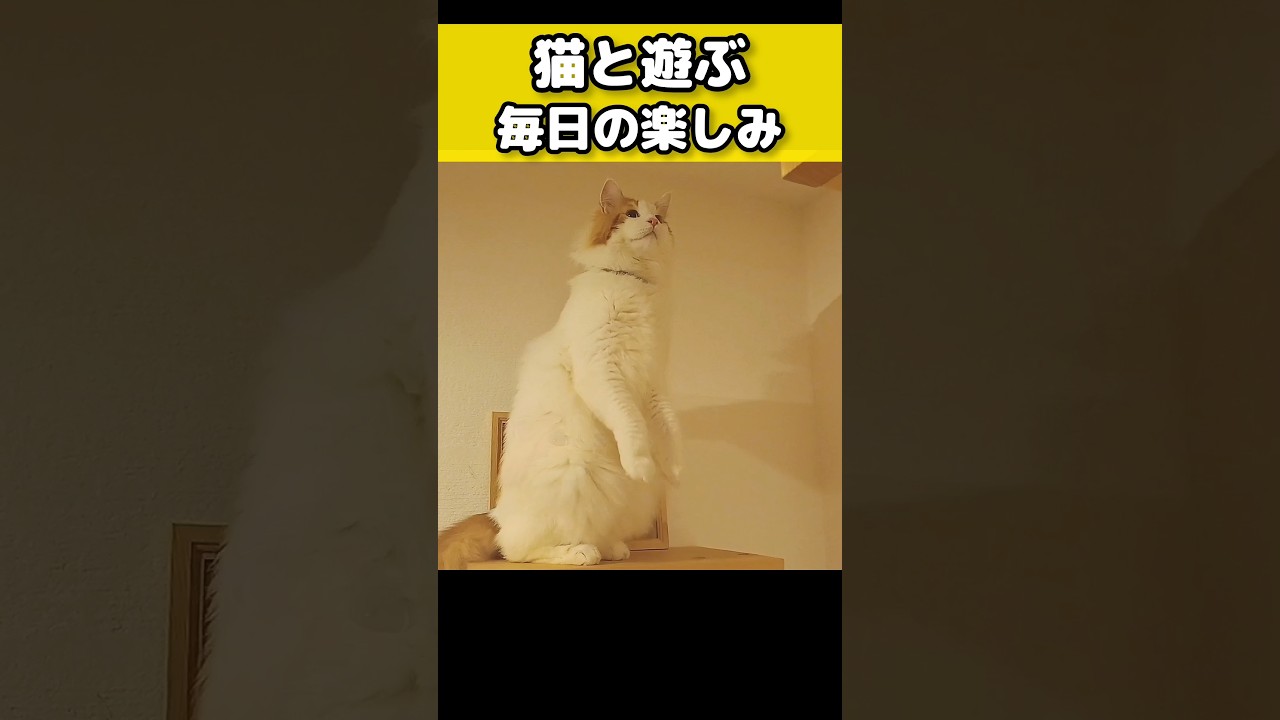 大型猫と遊ぶ日常 #猫のいる暮らし #猫 #メインクーン #cat #mainecoon #catlover​  #catshorts​ #cute​ #cutecat​ #fyp​