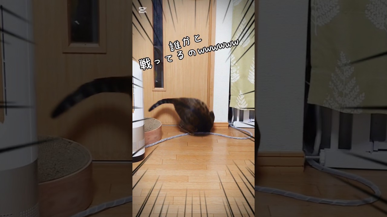 見えない相手 #猫 #猫動画 #猫のいる暮らし #ベンガル #cat #fyp #shorts #short