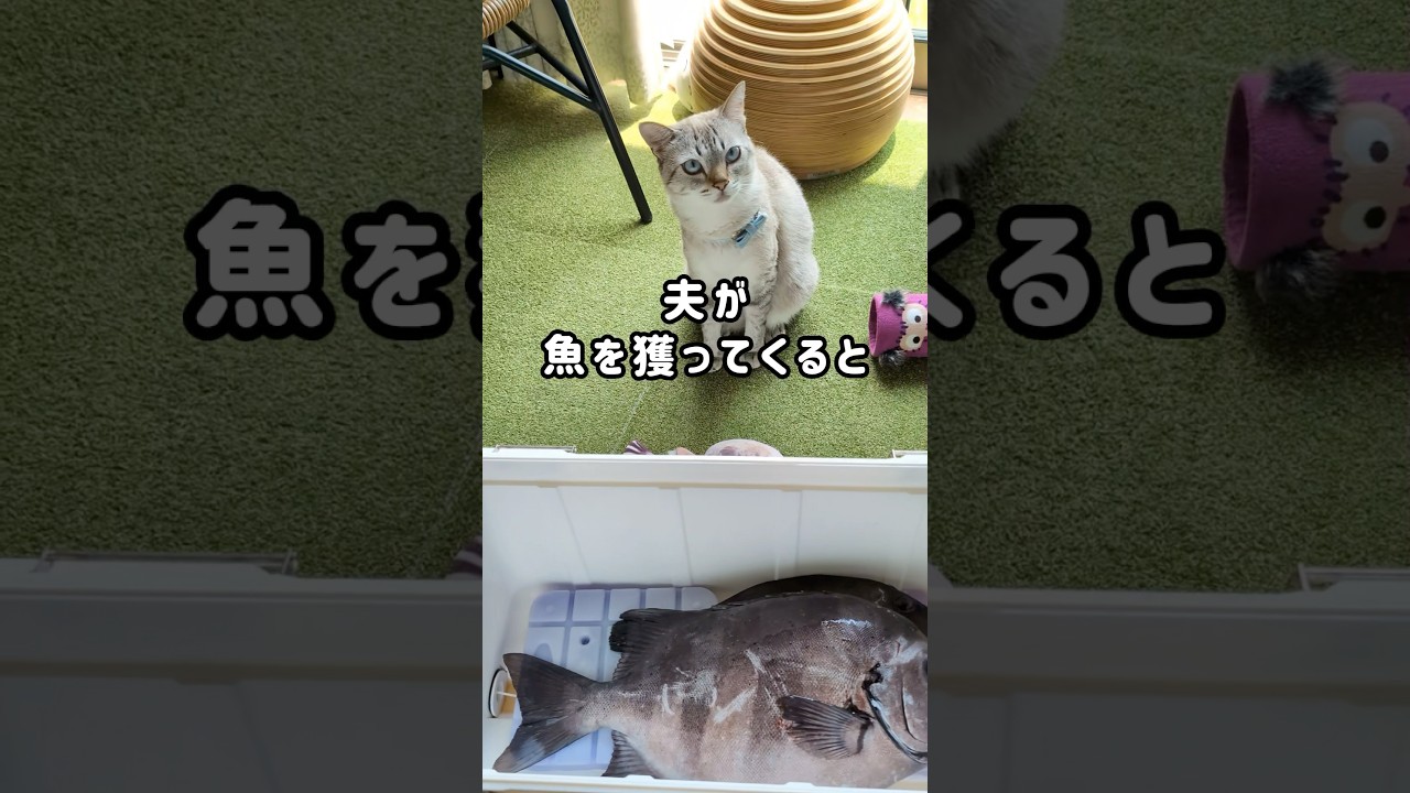 お腹を空かしてた野良猫くう🐱家猫になると…どんどんグルメな猫になりました #shorts