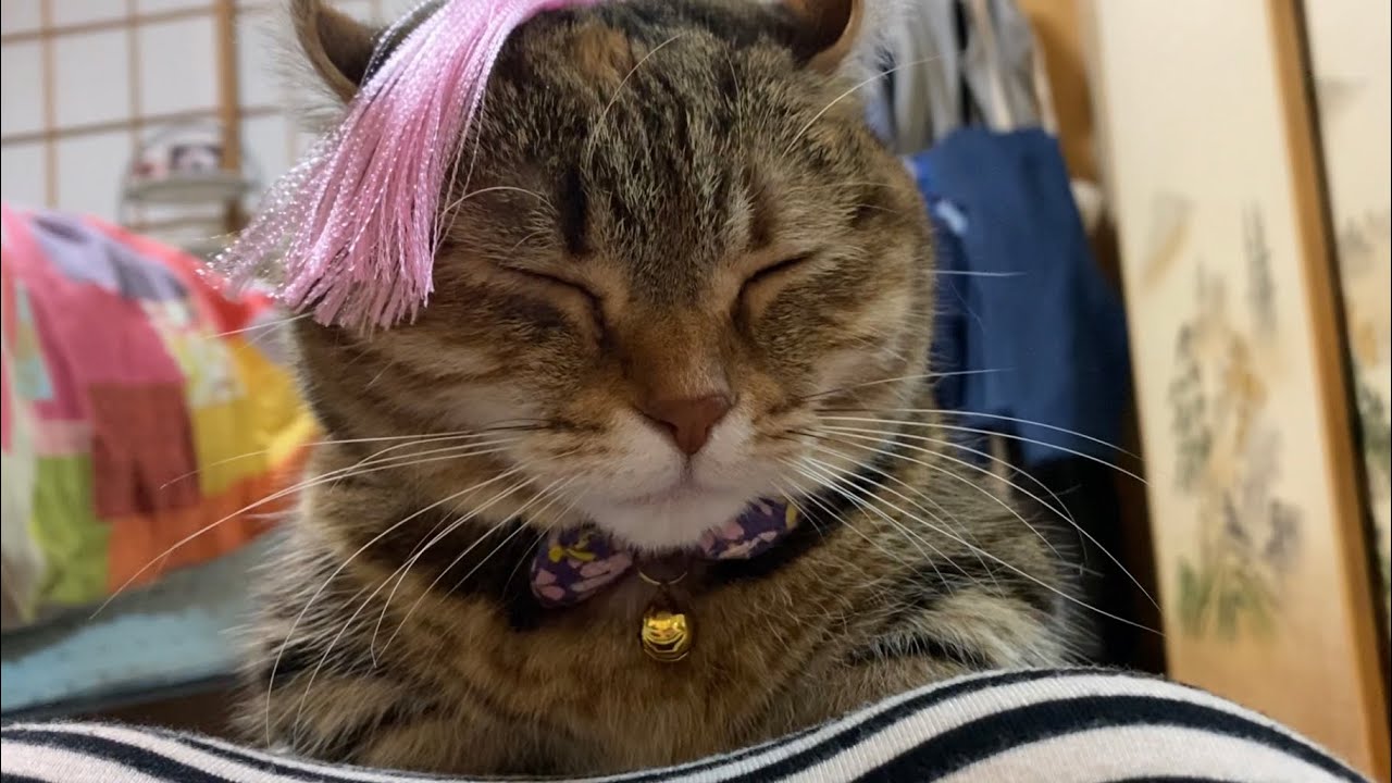 マンチカール　なみちゃんの　ニュースタイル　笑