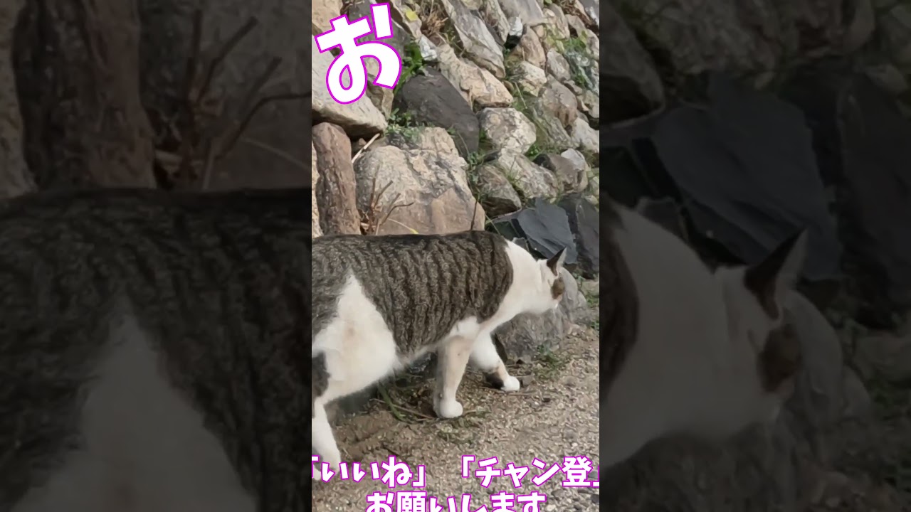猫」「CAT & PEACE」 #cat #straycat #ねこ動画 #ねこ #猫動画　#猫好きさんと繋がりたい #子ネコ