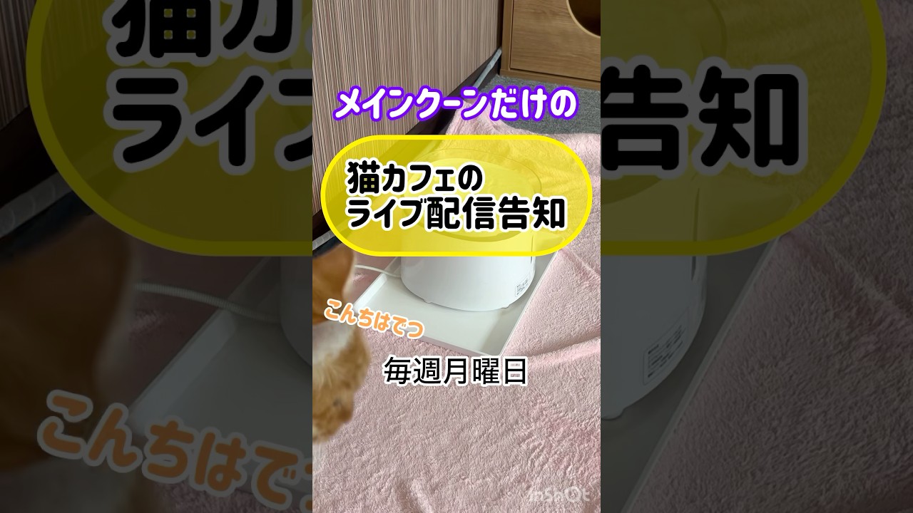 メインクーンだけの【猫カフェのライブ配信告知】#cat #cooncat #給水器 #ライブ告知