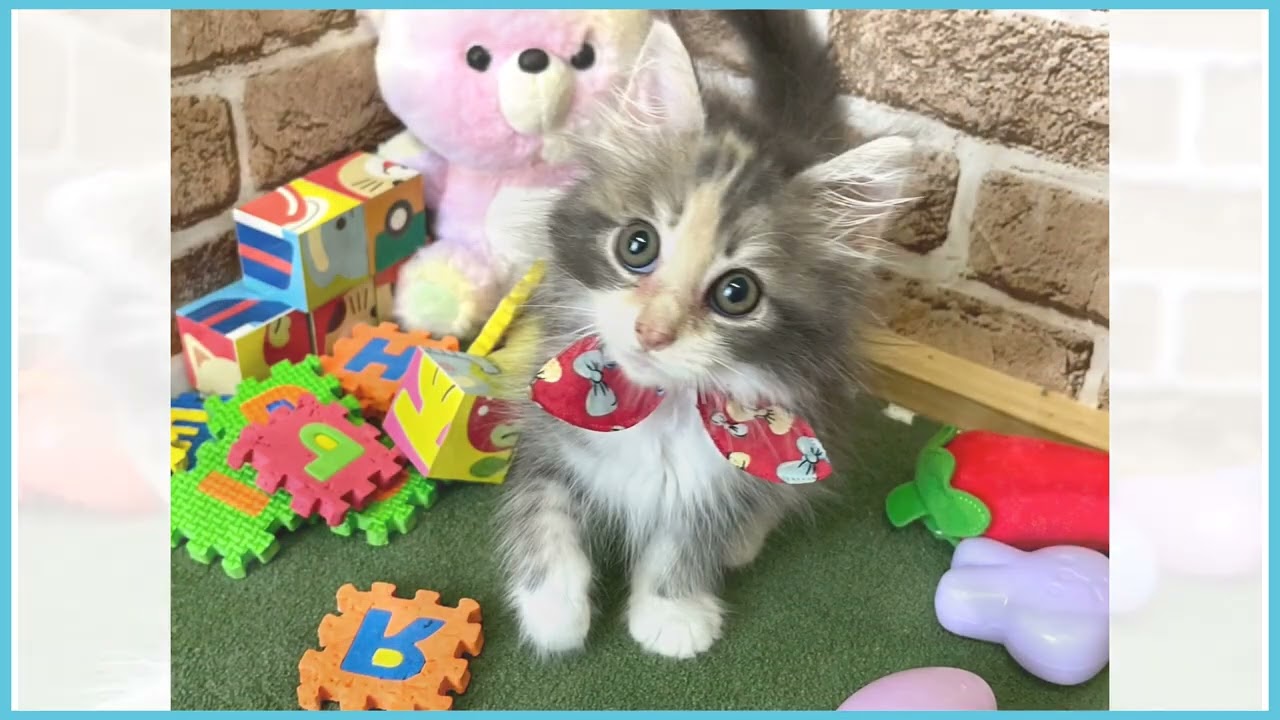 722346 ノルウェージャン・フォレストキャット