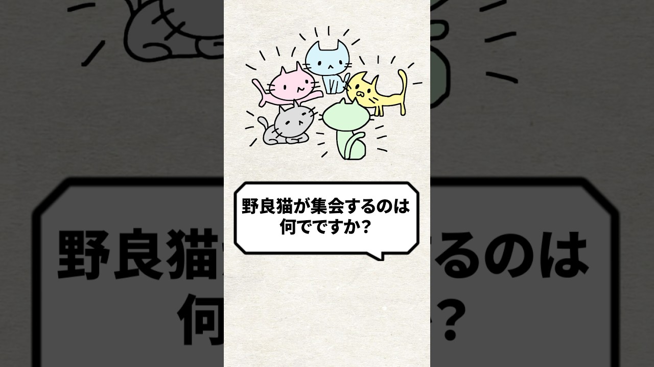 Q：野良猫が集会するのは何で？ #猫 #野良猫 #ねこ
