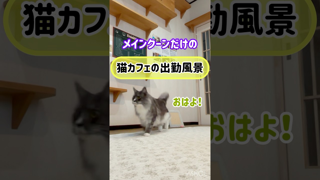 メインクーンだけの【猫カフェの出勤風景】#cat #cooncat #mainecoon #もふもふ