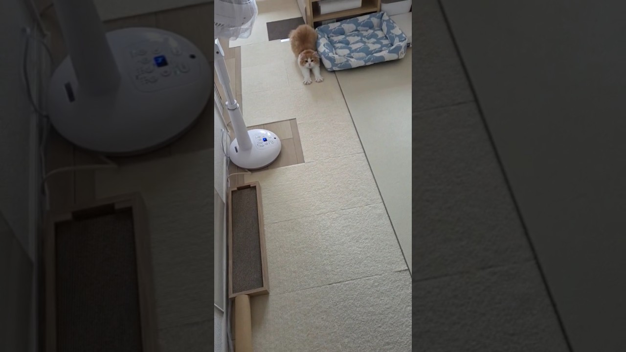 家に帰ると　 #cat #ragamuffin #ラガマフィン #猫 #猫のいる生活 #猫のいる暮らし