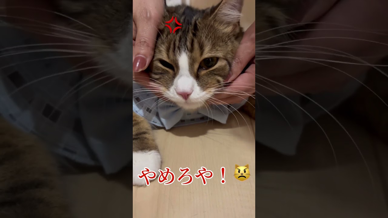 やめろや！な猫さん🐱#マンチカン #cat #猫 #猫好きさんと繋がりたい #ねこ #shorts