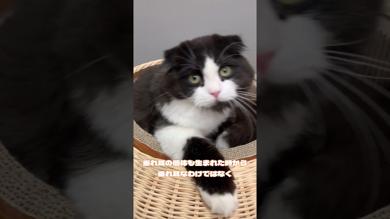 スコティッシュフォールドってどんな猫？ #cat #猫カフェmocha #ねこ