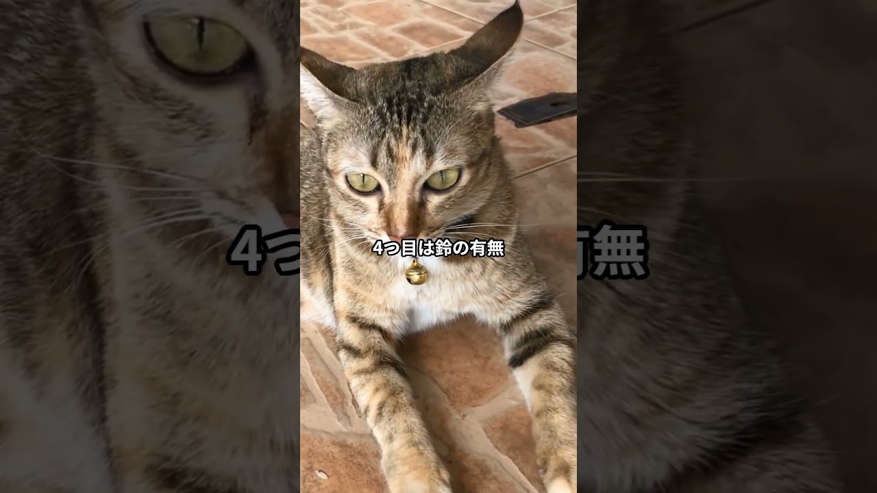 おしゃれより安全！猫の首輪選びで大切なポイント5つ