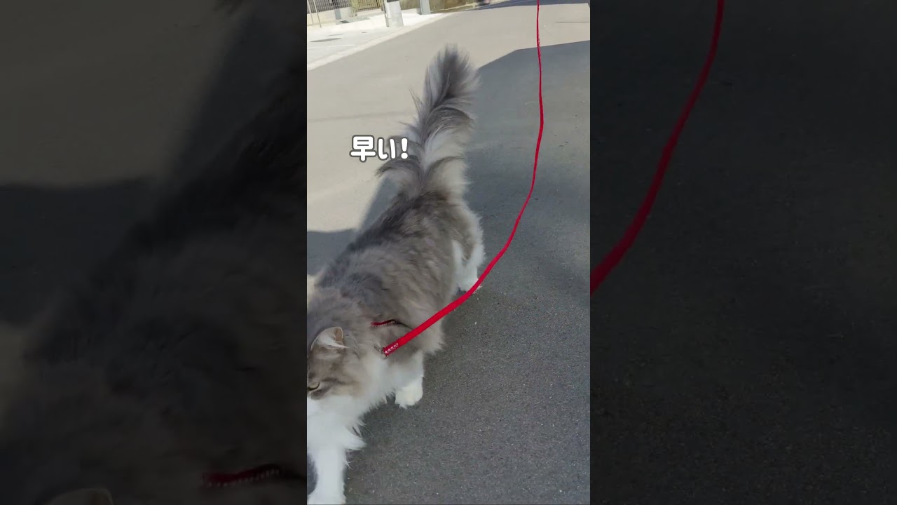 まるで犬のように散歩する猫。【ノルウェージャンフォレストキャット】＃Shorts