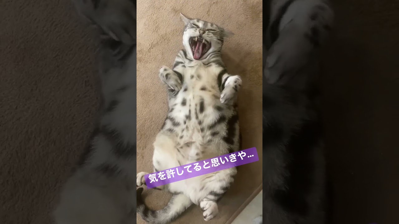 アメショのふー様 #cat #cats #ねこ #猫 #アメショ #アメリカンショートヘア #アメリカンショートヘアー