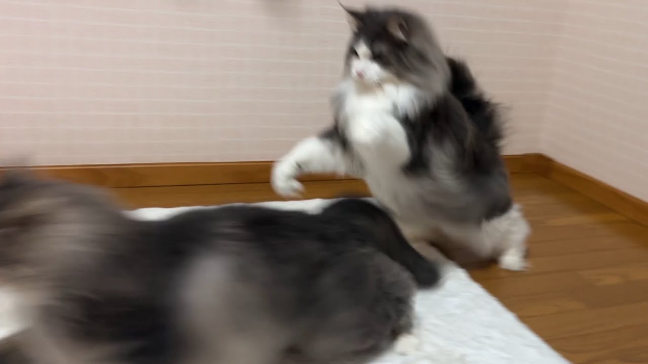 【バトル‼︎】戦闘モードの兄ノルウェージャンフォレストキャットが弟に仕掛ける！！！