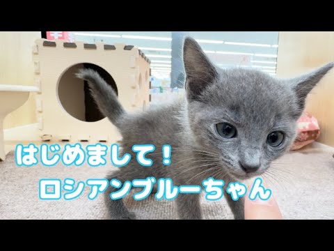 2025.06.14 はじめまして！美しいロシアンブルーちゃんが仲間入り♡