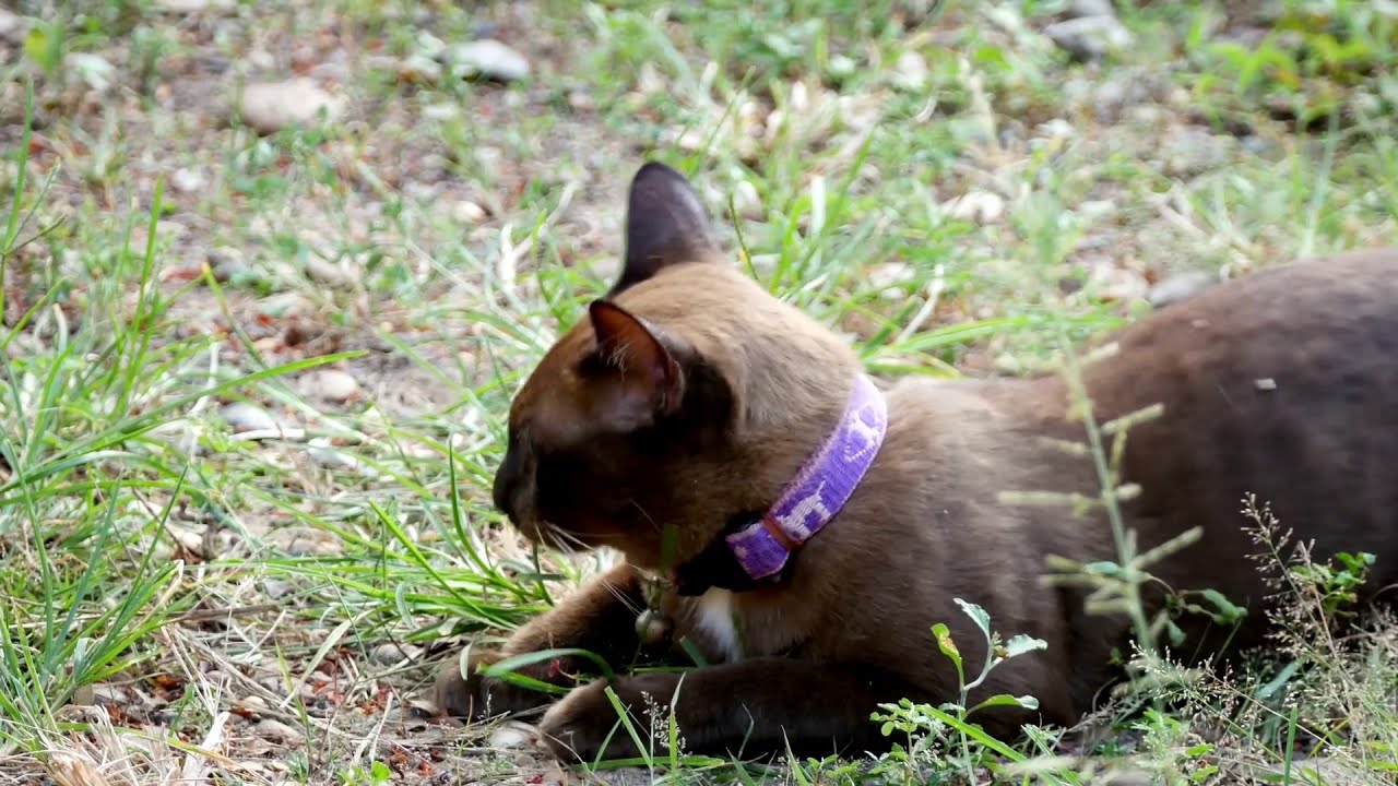 Top 10 Brown Cat 🐈 Breeds | Cute 😻 Brown Cats