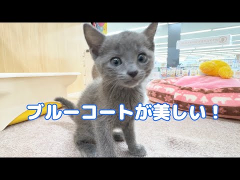 2025.06.14 この可愛さ半端じゃない♪ロシアンブルーちゃま♡