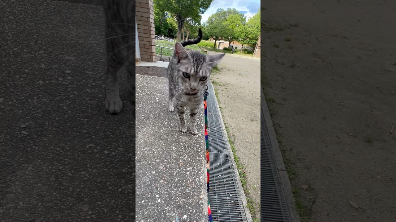 自分のテリトリーだと主張するユキオはん😹#癒し動画 #cat #ocicat#ねこ#猫のいる暮らし #散歩する猫