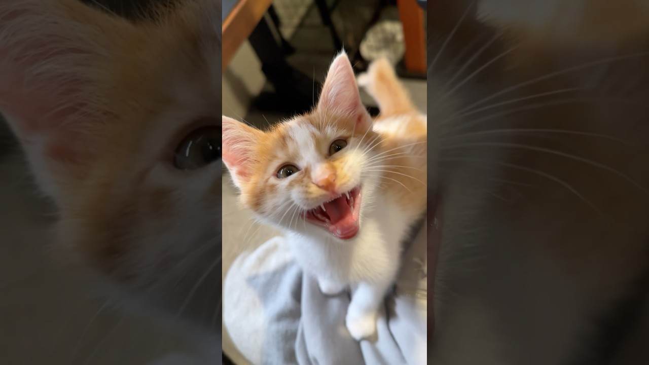 疲れを癒してくれる子猫 #猫 #cat  #shorts