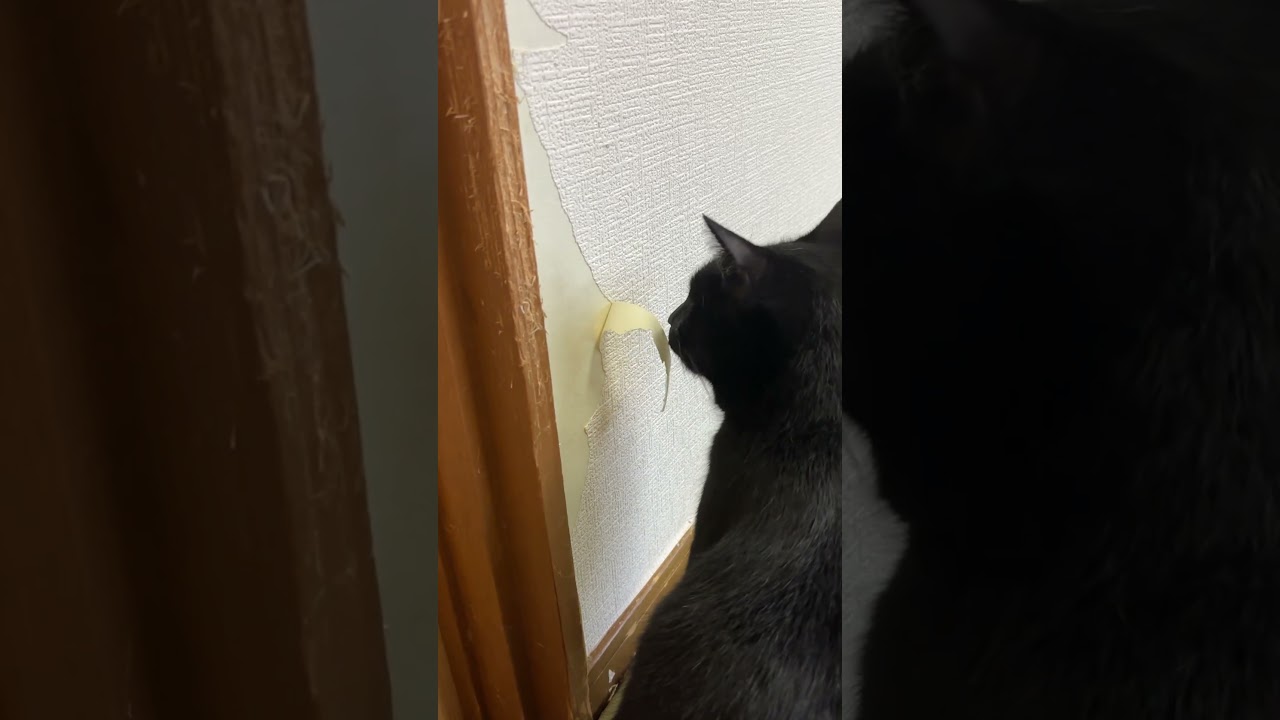 壁紙剥がし職人