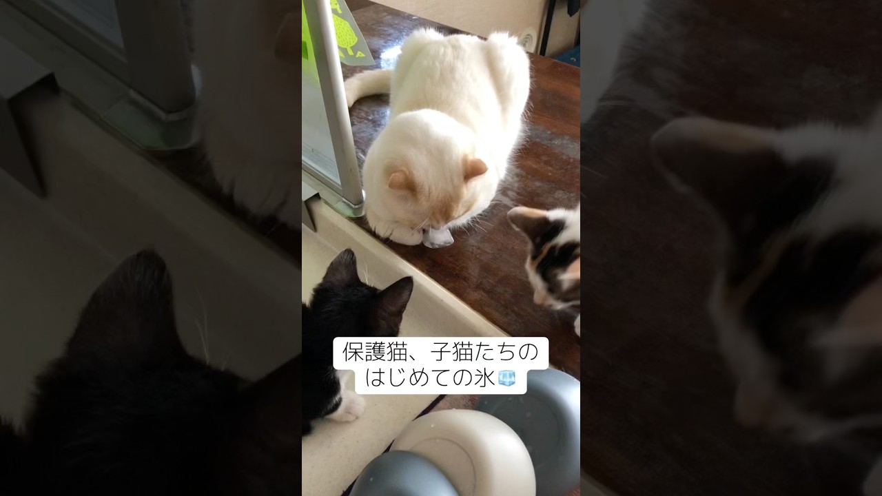 保護猫、子猫たちのはじめての氷遊び🧊 #猫 #子ネコ #子猫のいる暮らし