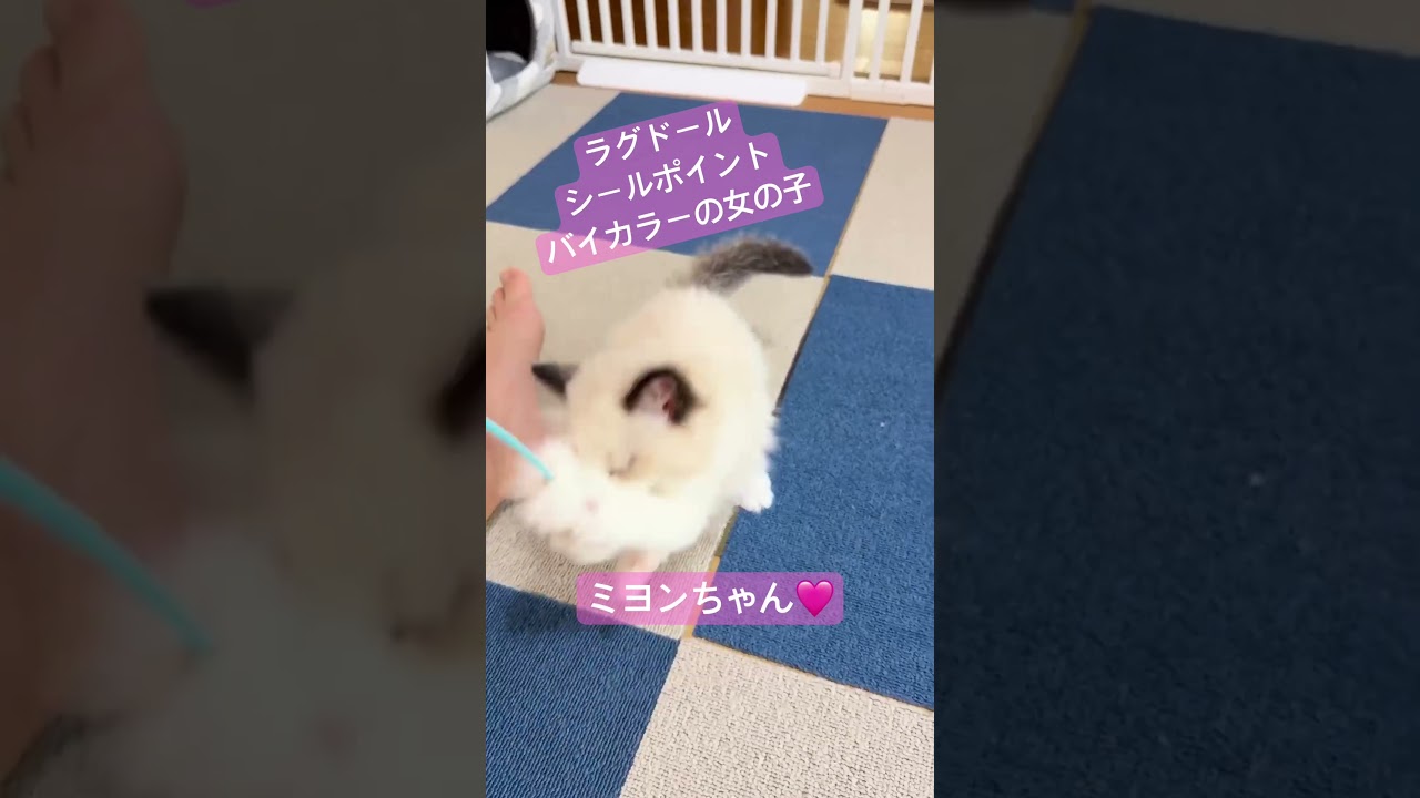 いっぺいに超かわいい妹が出来ました🐈　#いっぺいdialy #猫のいる暮らし #猫好きさんと繋がりたい #ラグドール