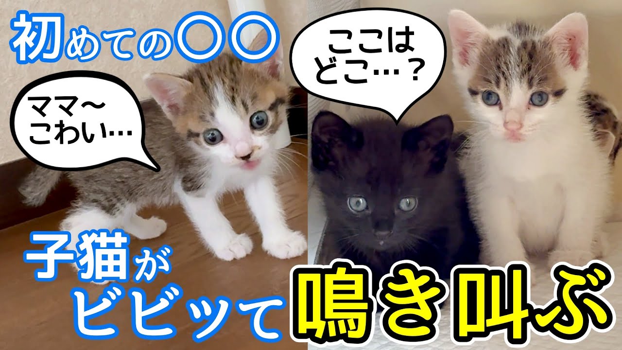 1ヶ月の保護子猫3匹が初めての〇〇にビビって鳴き叫ぶ！母猫も人馴れ訓練始めました