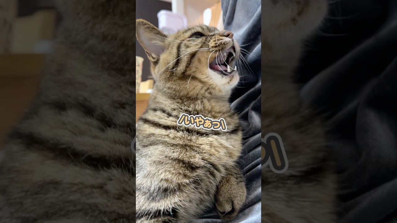 「ずっと一緒にいたいのぉぉっ」と、ママにピタッとくっついて駄々をこねる猫