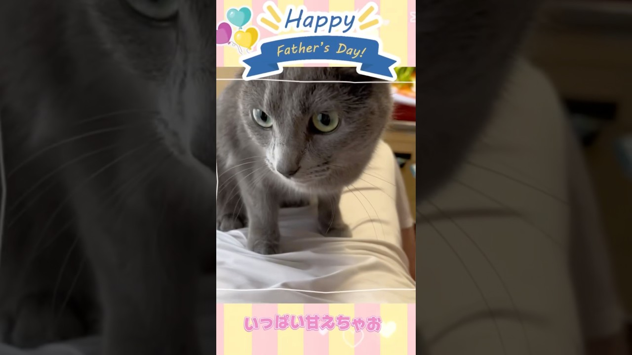 【猫ロシアンブルー】そら＆パパの仲良しな父の日❤️ #shorts #russianblue #ロシアンブルー #かわいい猫 #可愛い猫