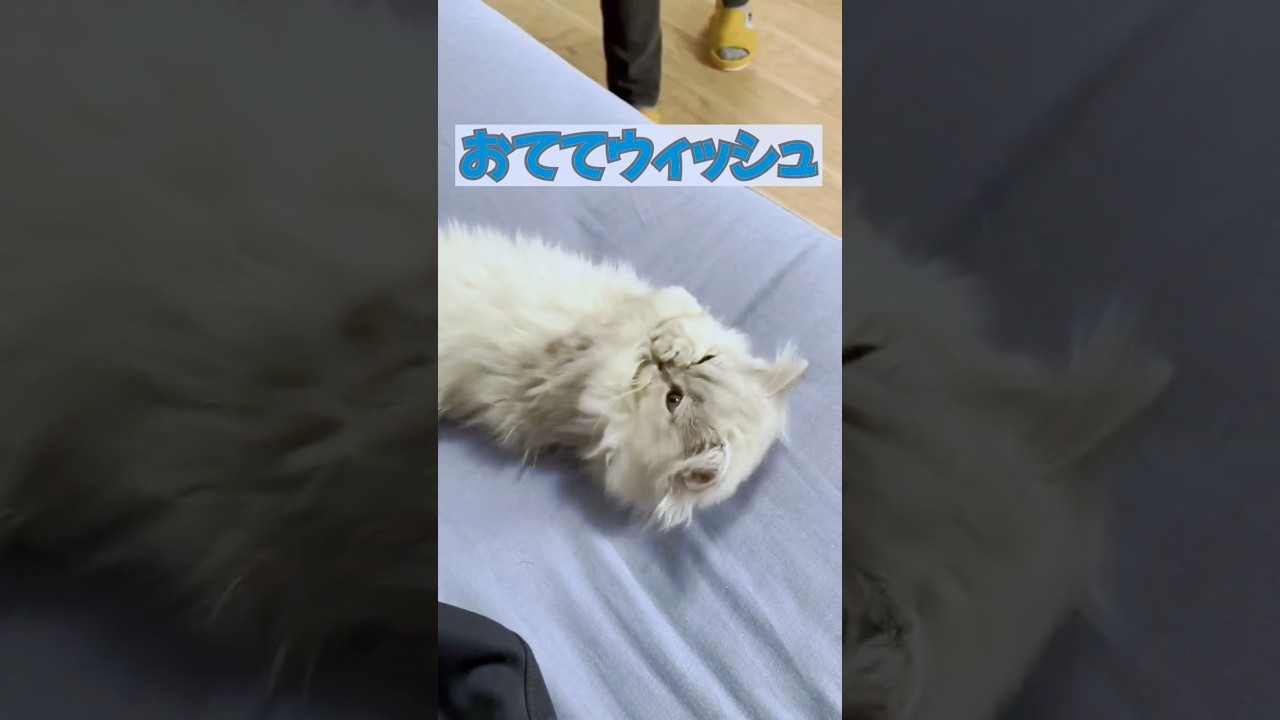 おててウィッシュ #ミヌエット #マンチカン#猫 #子猫 #短足 #shorts