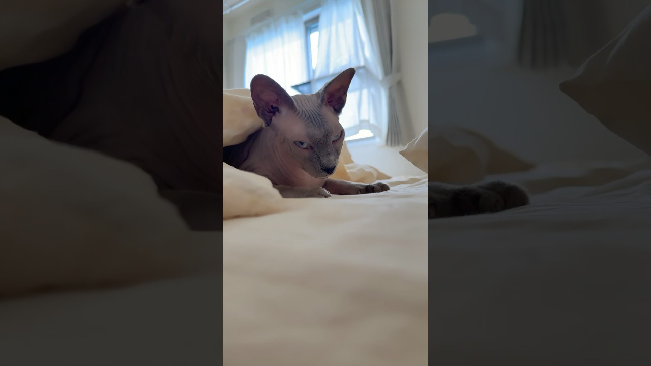 寝起きでぼーっとする毛のない猫【スフィンクス】